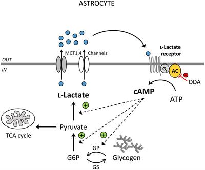 Lactate as an Astroglial Signal Augmenting Aerobic Glycolysis and Lipid Metabolism